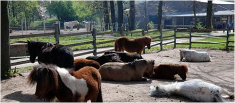 Shettlandponys im Auslauf